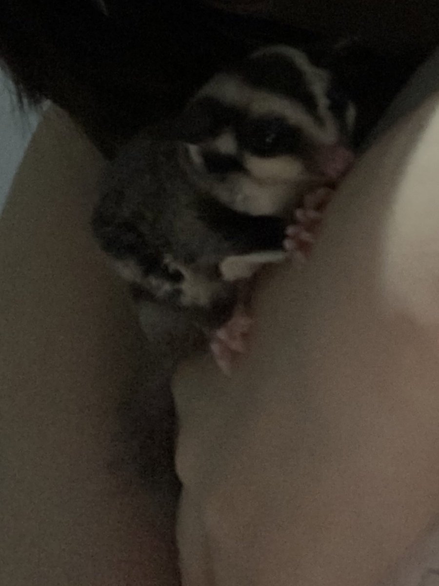 kin12ran's tweet photo. Newest family member, say hi to lil Tofuchan ❤️❤️ https://t.co/yZRqP169kF