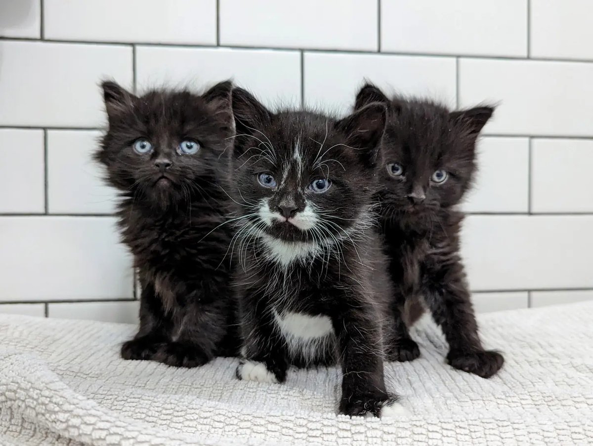 We're pleased to officially welcome the arrival of Huey, Dewey, and Louie! Look at those kitten faces! patreon.com/posts/haaaaaav…