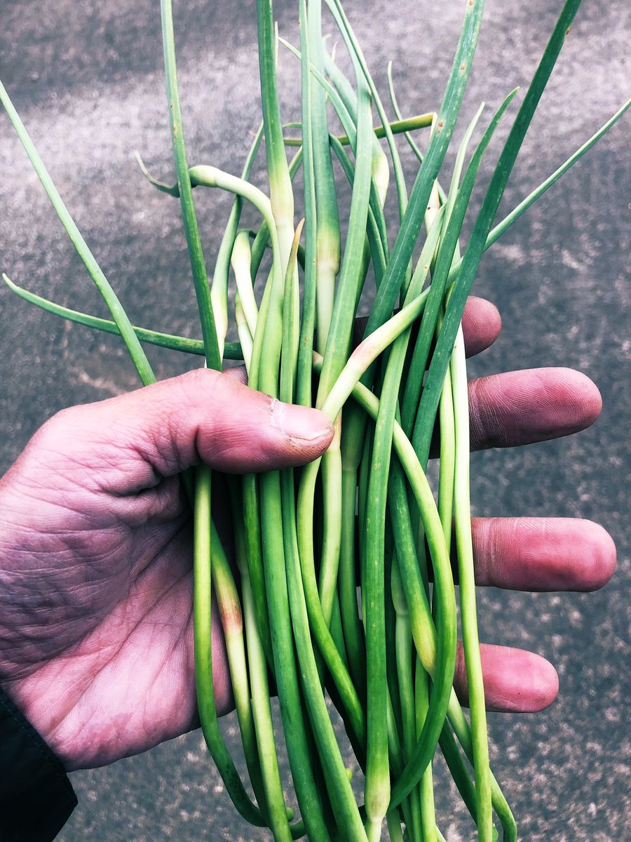 p_pxxx's tweet photo. にんにくの芽 採取
もう少しでにんにく🧄収穫 の合図なんです #PpxVegetable https://t.co/ghAesLpx18