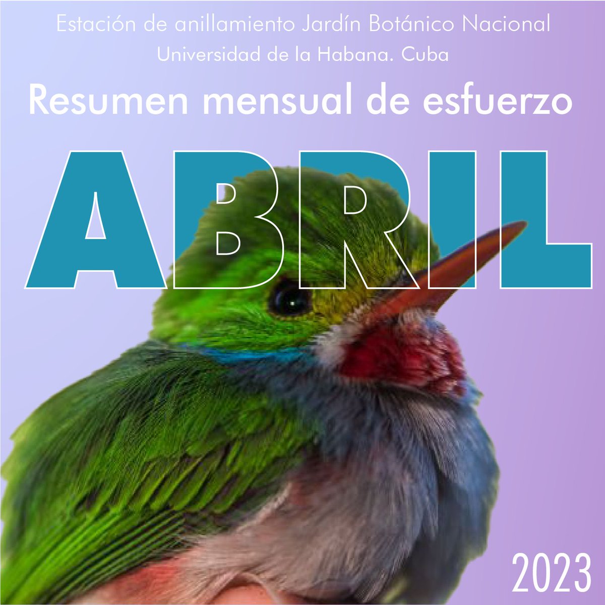 dv_puerto's tweet photo. Estación de anillamiento de aves Jardín Botánico Nacional, Resumen Abril
Bird Banding station National Botanical Garden
April efforts
#birdbandingCuba @BirdsCaribbean @InstBirdPop https://t.co/5lS2aY8n5c