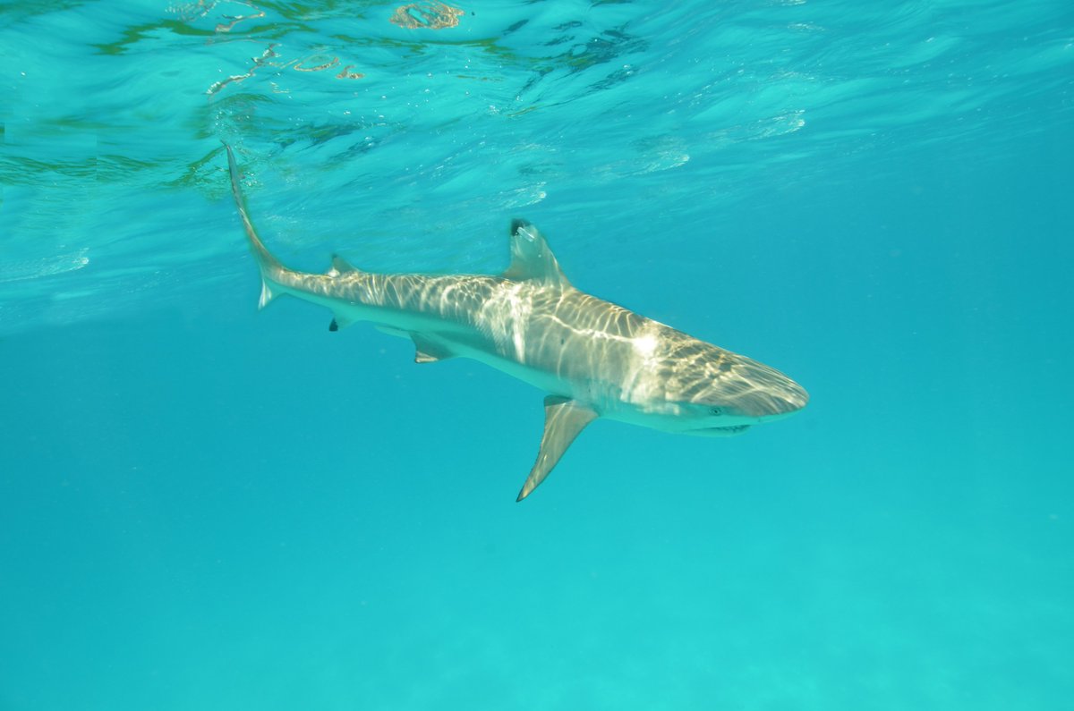 Colin Simpfendorfer (@sharkcolin) on Twitter photo Interested in acoustic telemetry and residency indices? New forthcoming paper in <a href="/MEPS_IR/">Marine Ecology Progress Series (MEPS)</a> led by <a href="/ColetteAppert/">Colette Appert</a>, with assists from @VinayUdyawer @spinnershark7 <a href="/MichelleHeupel/">Michelle Heupel</a> <a href="/LeanneMCurrey/">Leanne Currey-Randall</a> <a href="/DrMollyScott/">Molly Scott</a> <a href="/Alharborne/">Alastair Harborne 🌱◀️🐟◀️🦈</a> <a href="/FabriceJaine/">Fabrice Jaine</a> and I.
int-res.com/prepress/m1430… Interested in acoustic telemetry and residency indices? New forthcoming paper in <a href="/MEPS_IR/">Marine Ecology Progress Series (MEPS)</a> led by <a href="/ColetteAppert/">Colette Appert</a>, with assists from @VinayUdyawer @spinnershark7 <a href="/MichelleHeupel/">Michelle Heupel</a> <a href="/LeanneMCurrey/">Leanne Currey-Randall</a> <a href="/DrMollyScott/">Molly Scott</a> <a href="/Alharborne/">Alastair Harborne 🌱◀️🐟◀️🦈</a> <a href="/FabriceJaine/">Fabrice Jaine</a> and I.
int-res.com/prepress/m1430…