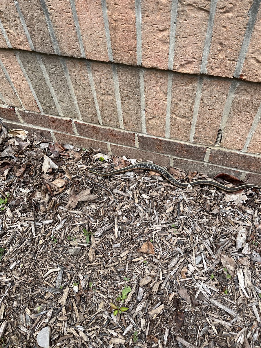We planted our first set of plants today! Bonus: we met a new garden friend! 🐍 <a href="/MsLeonNoviWoods/">Marietta Leon</a> <a href="/MsHattieNW/">Jillian Hattie</a> <a href="/MrsDonberger/">Michelle Donberger</a> <a href="/NoviWoods/">Novi Woods Elem.</a> #novitogether