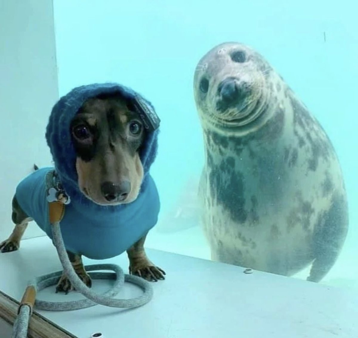 Animalitos para curar la depresión (@animalitostw_) on Twitter photo 