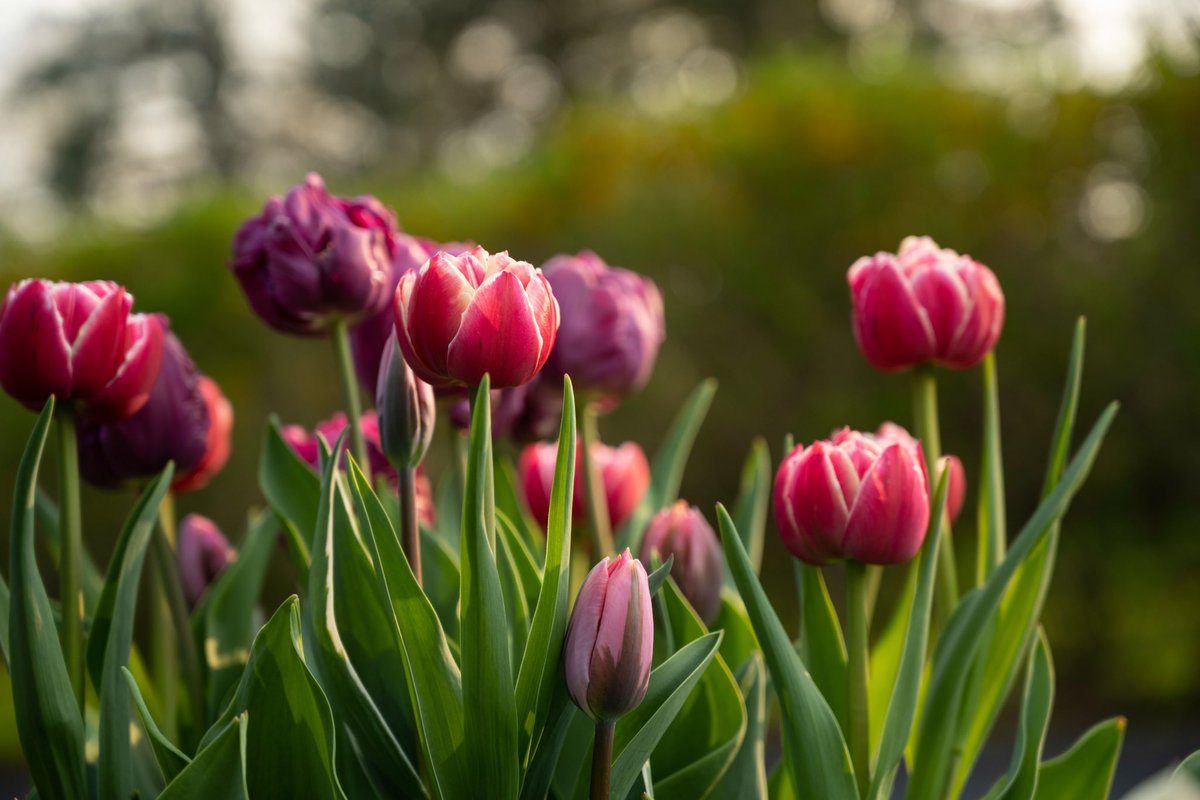 IzabelaSko's tweet image. It’s a tulip season! 🤩 #michiganspring  #nikoncreators