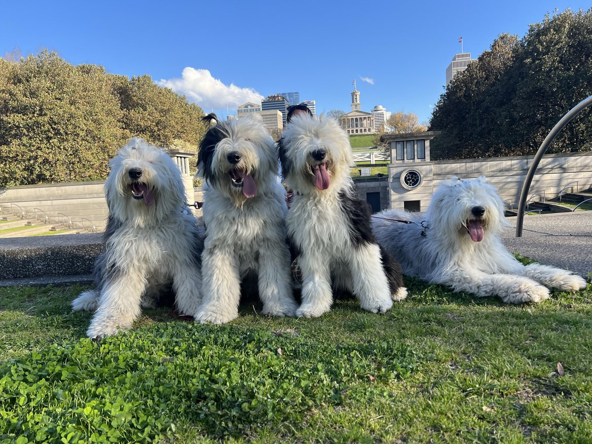 MetzSheepies tweet media