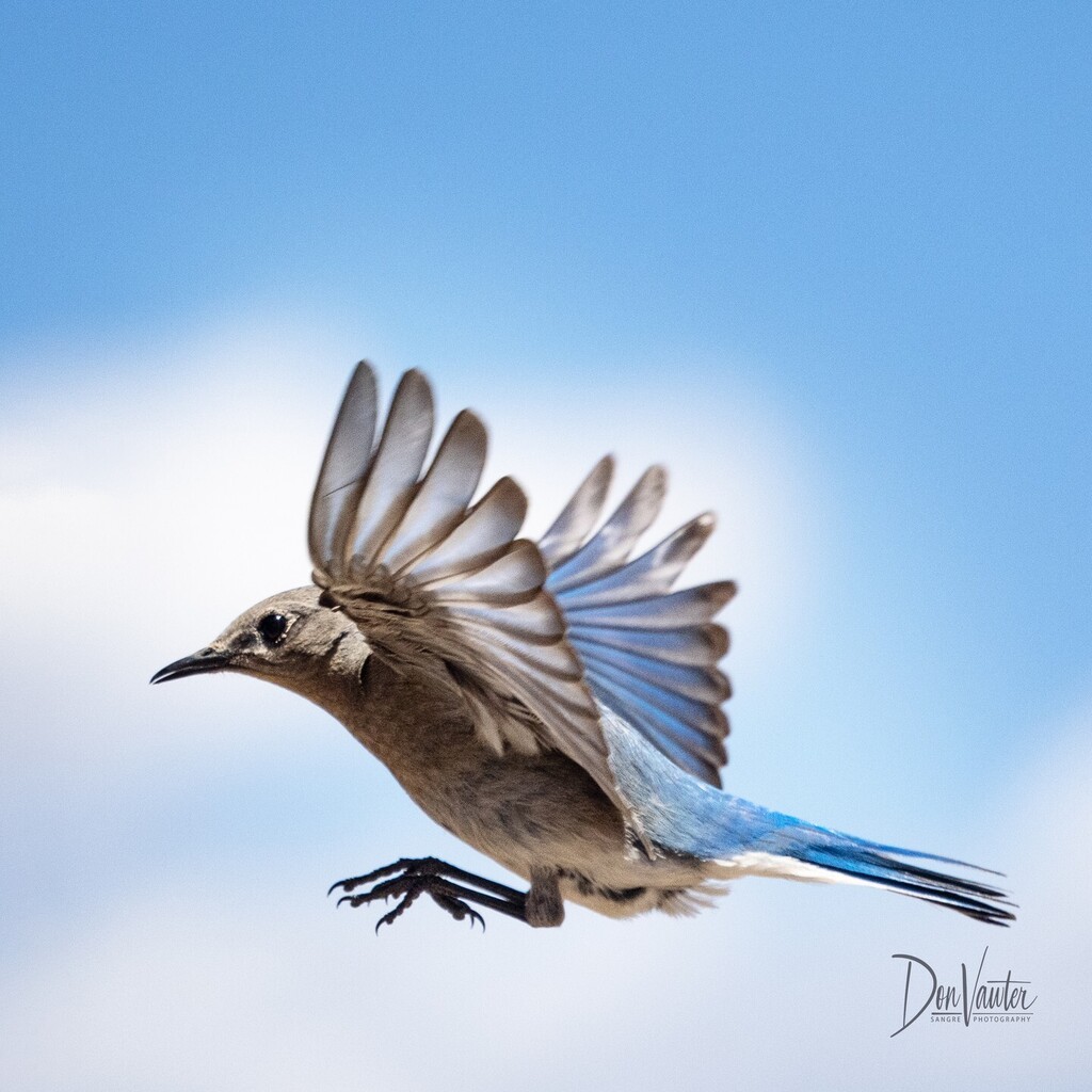dvawter's tweet photo. Mountain Bluebird https://t.co/ek7iWJ3zik https://t.co/OBqTvbOr8A