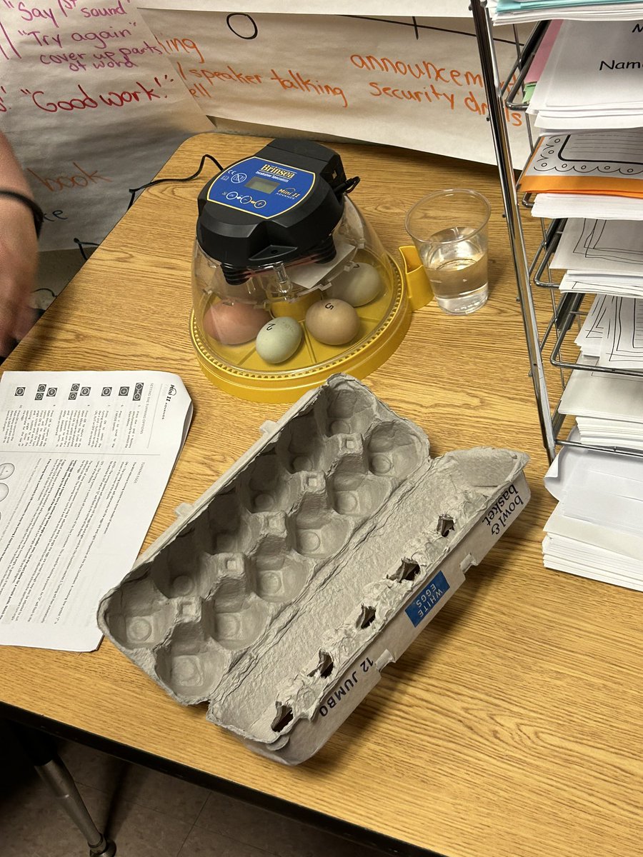 MrsRussoFRSD's tweet photo. In Science we have been learning about animals including their features and adaptations. Today we were excited to  find that some of our class eggs hatched! Thank you to Mrs. MacRitchie and our school secretary Miss Krystle for this opportunity! @CopperHillES @KWolffFRSD https://t.co/ilxipMnHSe