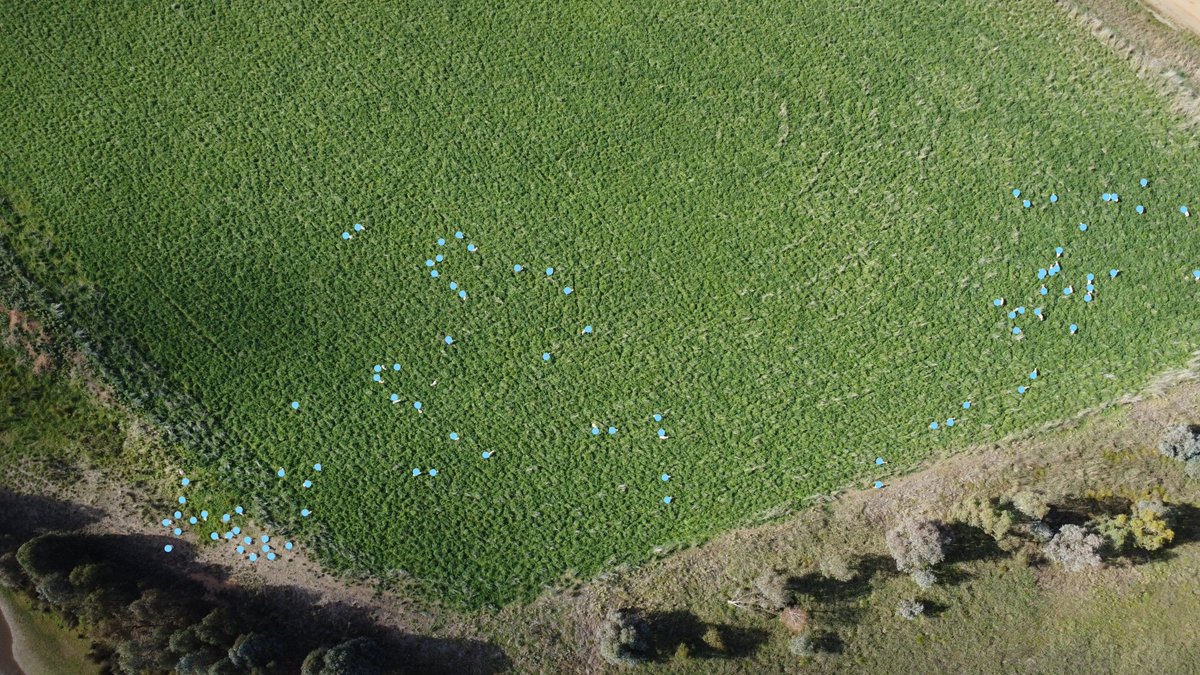 Lambing 2023. Counting sheep in lambing cell. Checking singles are where they should be.