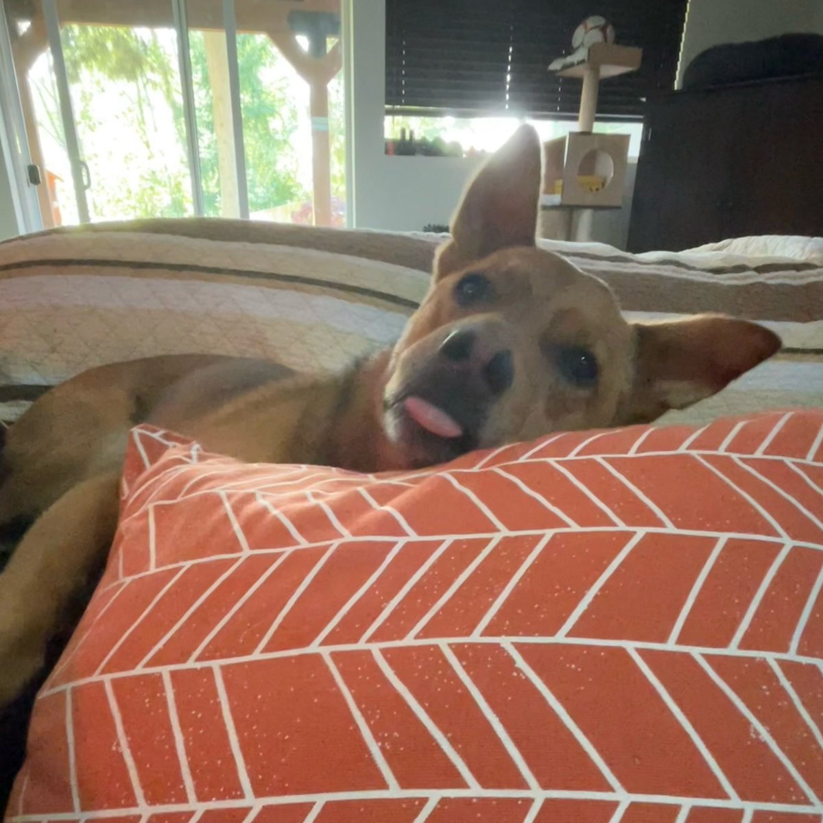 themesscats's tweet photo. What do you really think about Mondays Charlie? #goodboycharlie 
.
.
#cattledog #acd #dogs #doglife #dogoftheday #dogmodel #rescuedogsofinstagram #rescuedog #rescuedismyfavoritebreed #goodboy #adoptdontshop #doglifestyle #pnwdogs #pnwdog https://t.co/oDQfCPbPOP