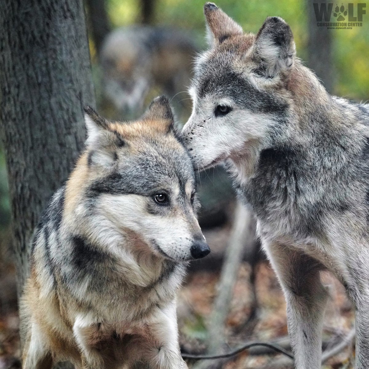 nywolforg's tweet photo. Psst...
Wolves are essential. Pass it on 🐺 https://t.co/hRWIeangJv
