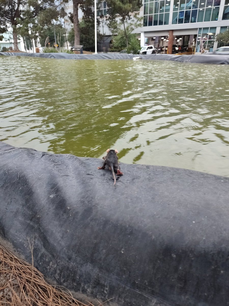 monoreflexiones's tweet photo. @sanpedroparques @pc_mty Encontramos un tlacuache en el parque frente al HEB Humberto Lobo. Está muy pequeñito, pareciera que se cayó de un árbol Es en la extensión de Calzada del Valle. https://t.co/d0oHk5bcfu
