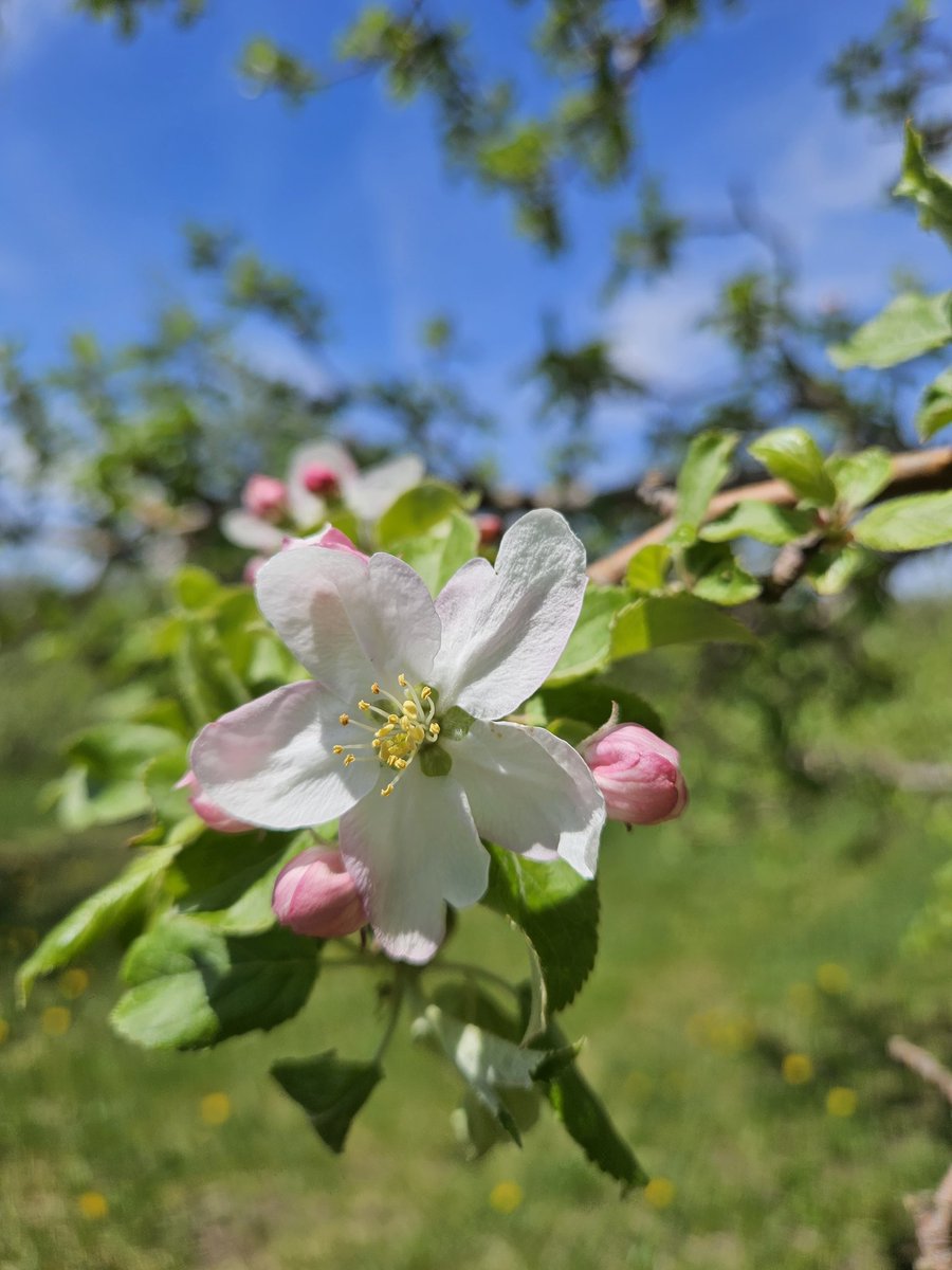 Have been waiting for this warmth 🍒🌸🍎 Norfolk County beginning to #bloom 

#onfruit #onapple #onappleaday #ontag