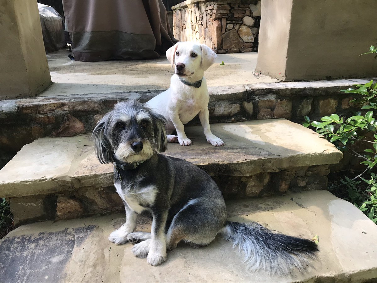 MikeRoyerTV's tweet photo. #BestAtHomeContest Chester &amp; Lucy watching in Alabama. https://t.co/kY1QNTSPNV