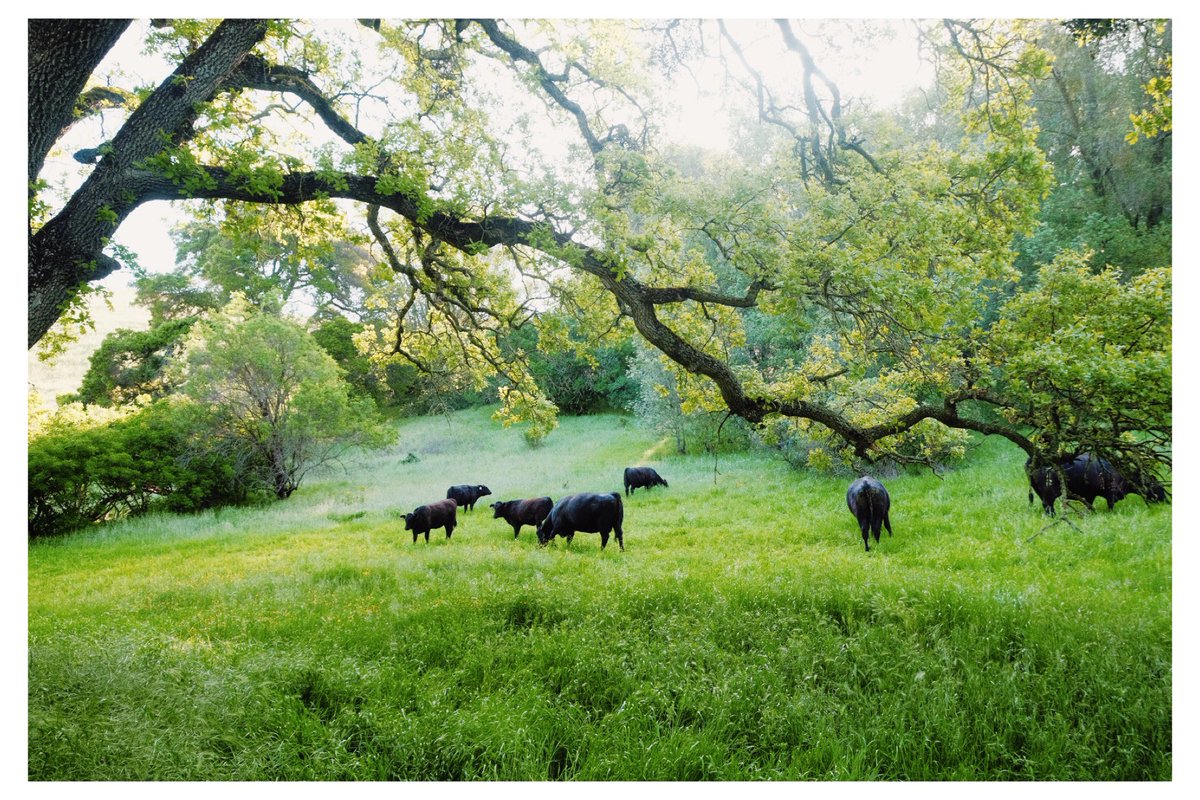 secondmig's tweet photo. Happy Cows 🐄 https://t.co/cd2VP9gnrn