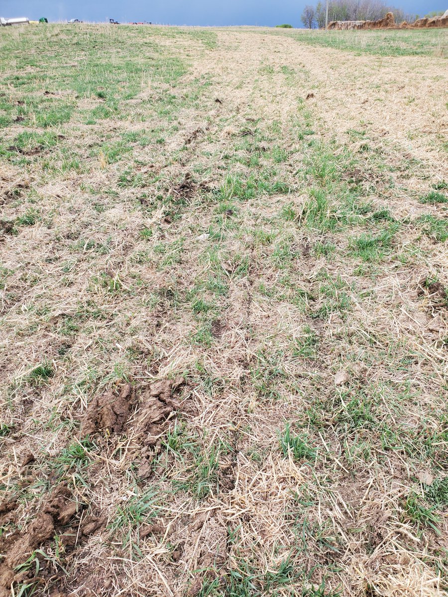herefordcows's tweet photo. It's alive @GraemeFinn1 @bekkrause.  Who ditches the JD 40ft for a Bourgault 5730 24ft?  🙋‍♀️
#makingneighboursscratchtheirheads #whenyougodownthegrassrabbithole #seedinggrassnotcanola #crazyisascrazydoes #plant23 #beeffortheplanet #beefbelongs #grassisglorious #Bourgault5730 https://t.co/PWv8ah6F7y
