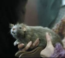 MagicalLockhart's tweet photo. Post the same actor in two roles that show their range
#Wormtail #Scabbers https://t.co/bek1YNG9rZ