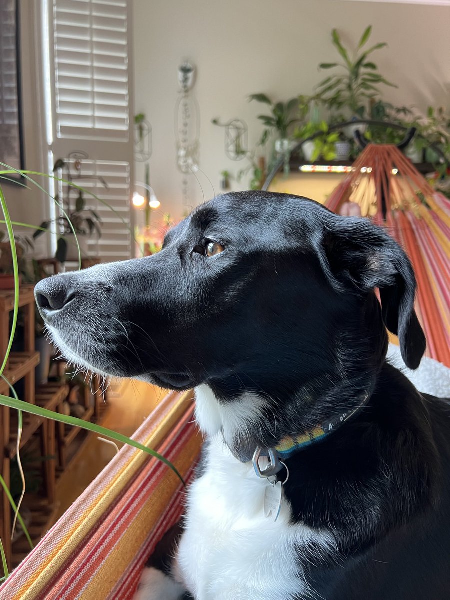 coley0921's tweet photo. Tucker would like to submit for @WKCDOGS to be the #BestAtHomeContest winner as the cutest #borderbeagle of the lot π₯°π #WestminsterDogShow https://t.co/ISDkyKAlH8