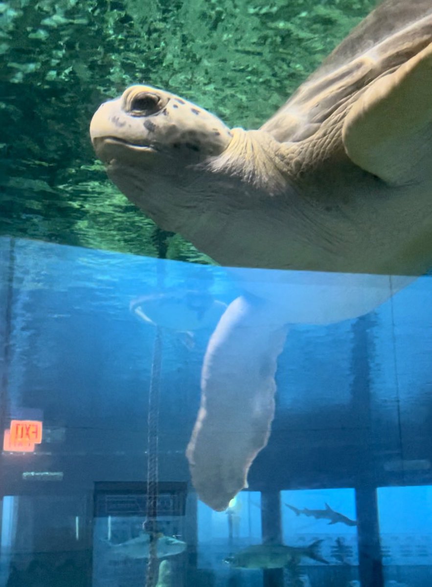 Had the best time at @WomeninEndo’s Under The Sea event at #DDW2023. Loving this opportunity to connect with powerhouse #WomeninGI and our allies all while enjoying the scenery! 🌊🐢