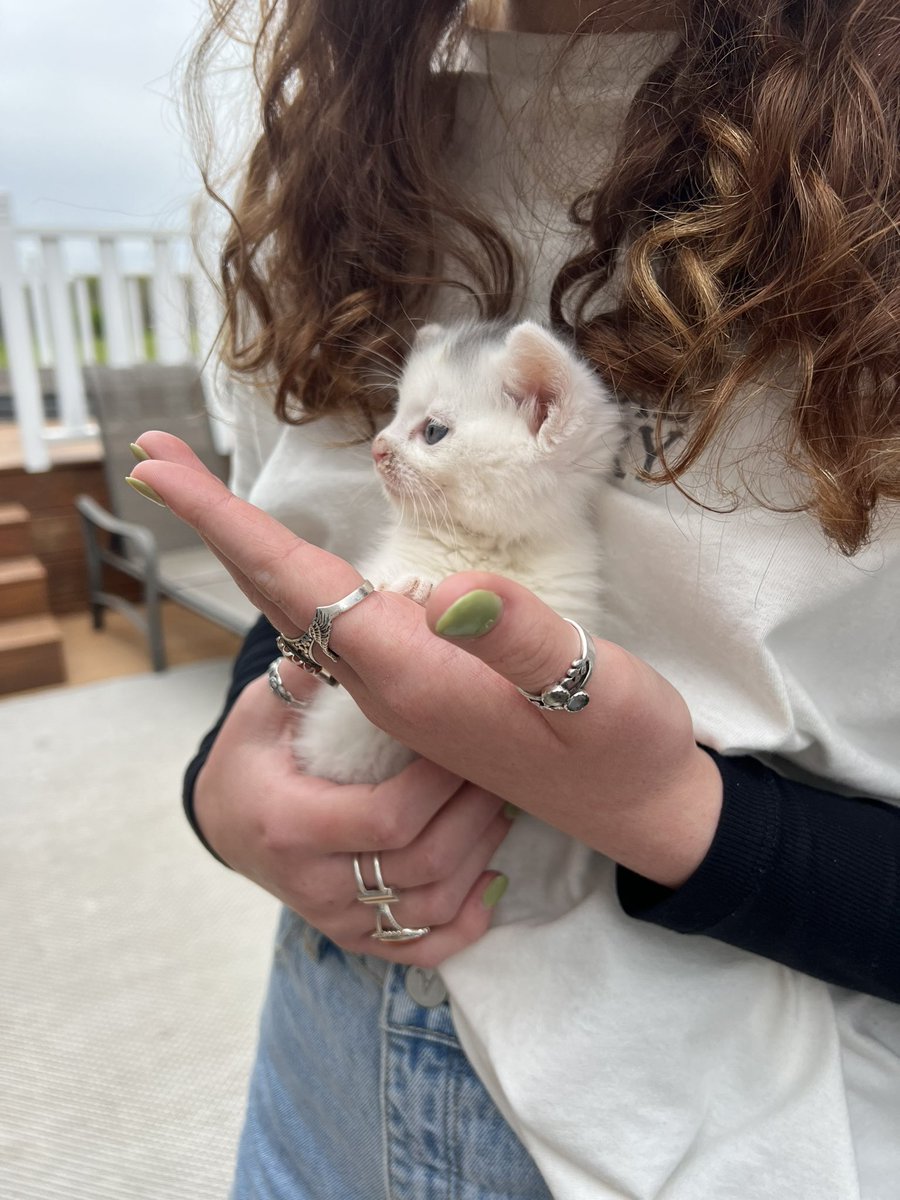 Kristina Dillon tweet media