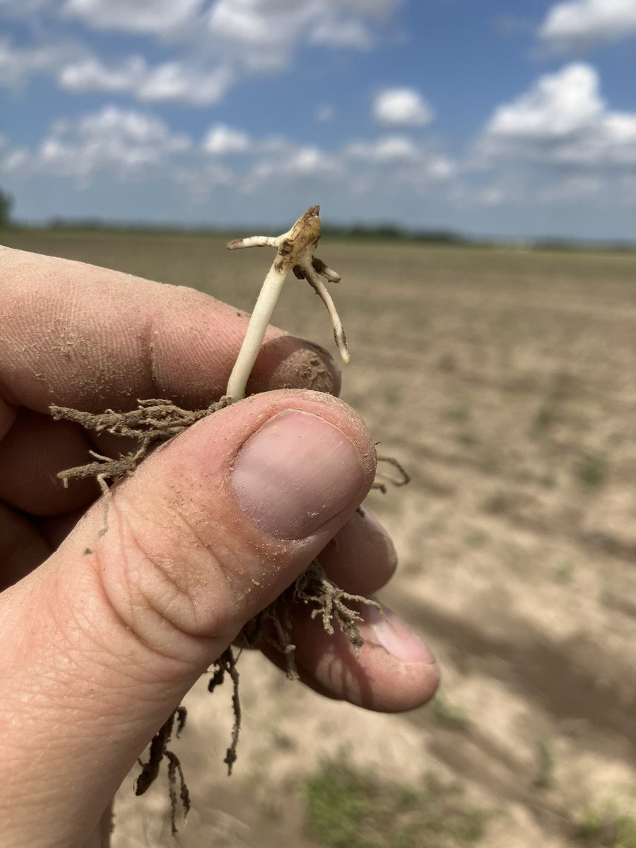 HRouse13's tweet photo. Found this interesting today while scouting some corn. White grub feeding was present. 

The coleoptile was trying to put on a new set of brace roots where it had been injured, right below the soil surface. https://t.co/znhS0i9e9B