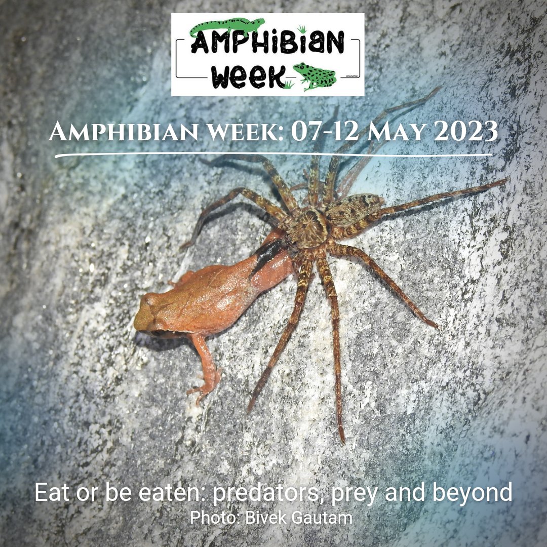 herpsNEPAL's tweet photo. Huntsman spider preying on Zhang's horned frog (Xenophrys zhangi) in Nepal.
@ASG_IUCN @amphibiansorg
#AmphibianWeek2023
Today's theme: "Eat or be eaten: Predators, prey and beyond" https://t.co/PIFJ6IBZ01
