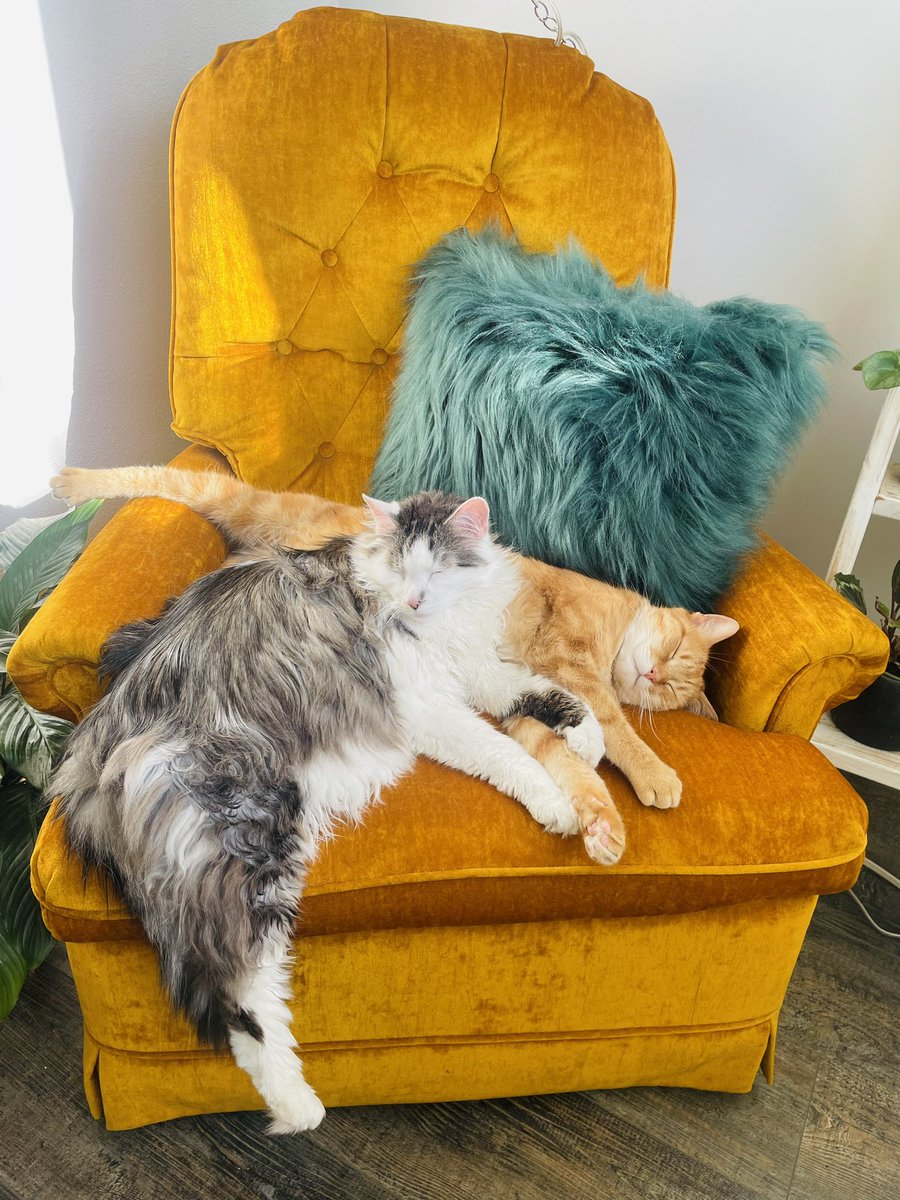 lindi ortega tweet media