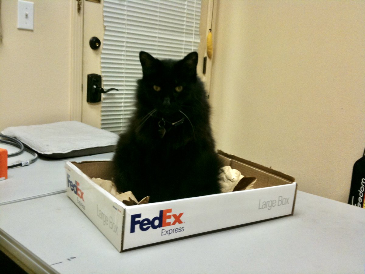 nilsa's tweet photo. @MissyMeows thinking about the box https://t.co/oXivnWncBk