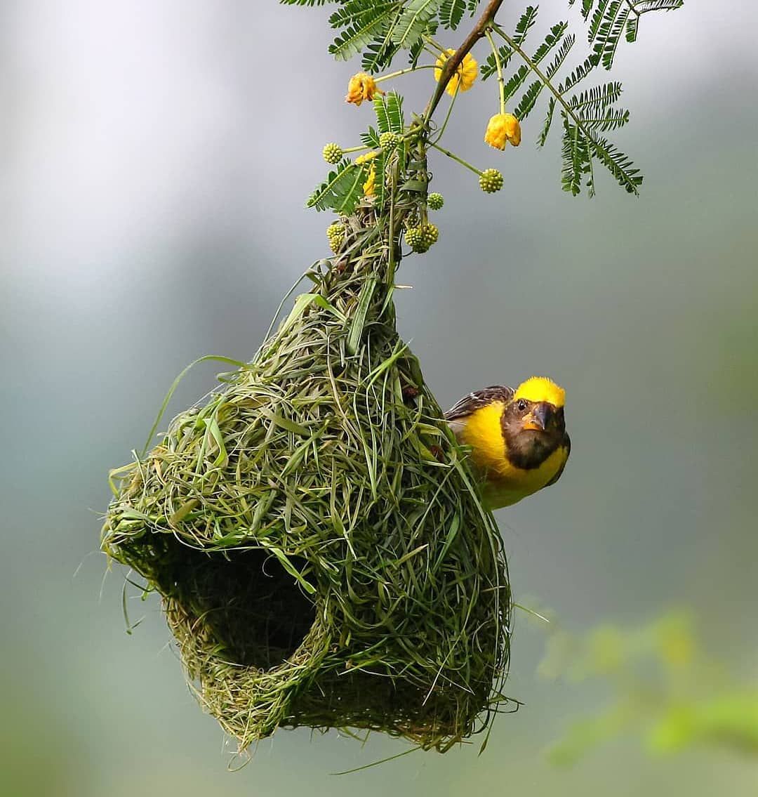 🤍✨ Islamic queen ✨🤍 tweet media