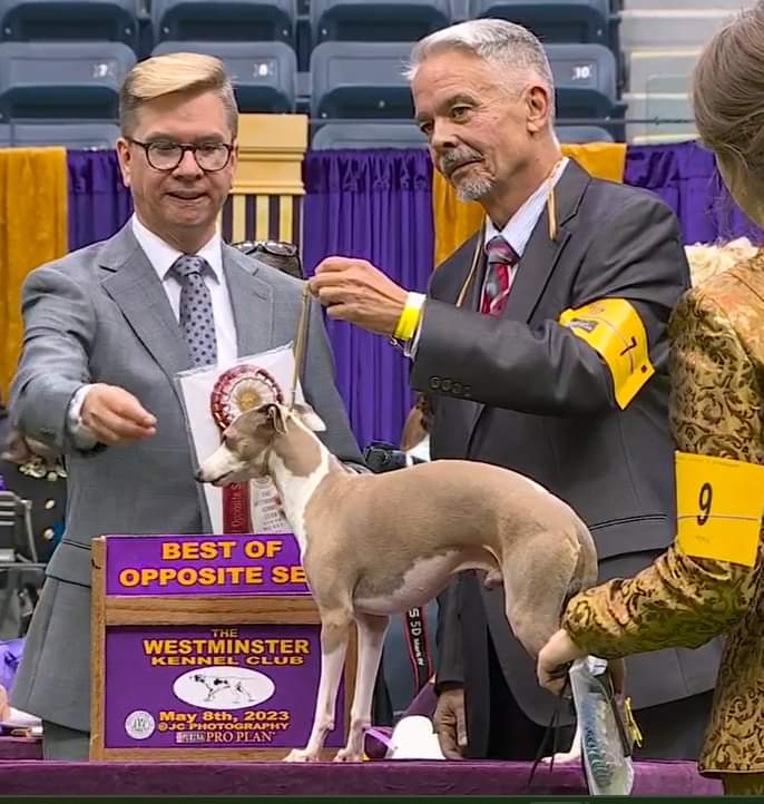 Debit & Credit - The Italian Greyhounds tweet media