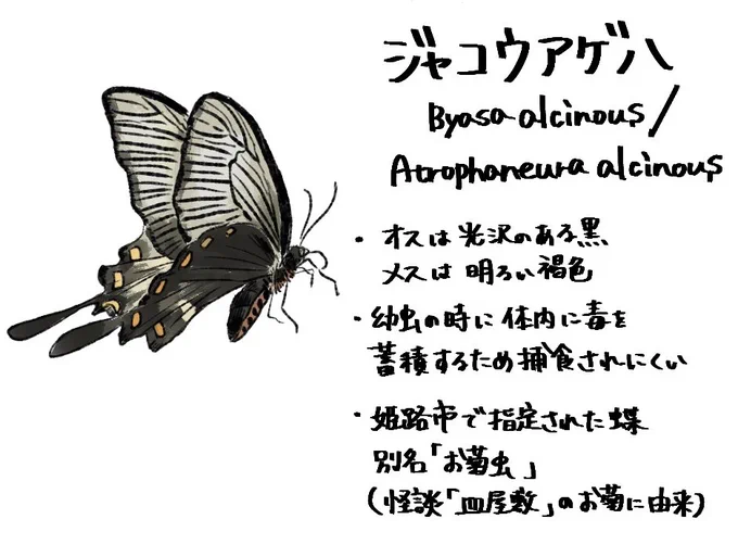 ジャコウアゲハの擬人化考えます 