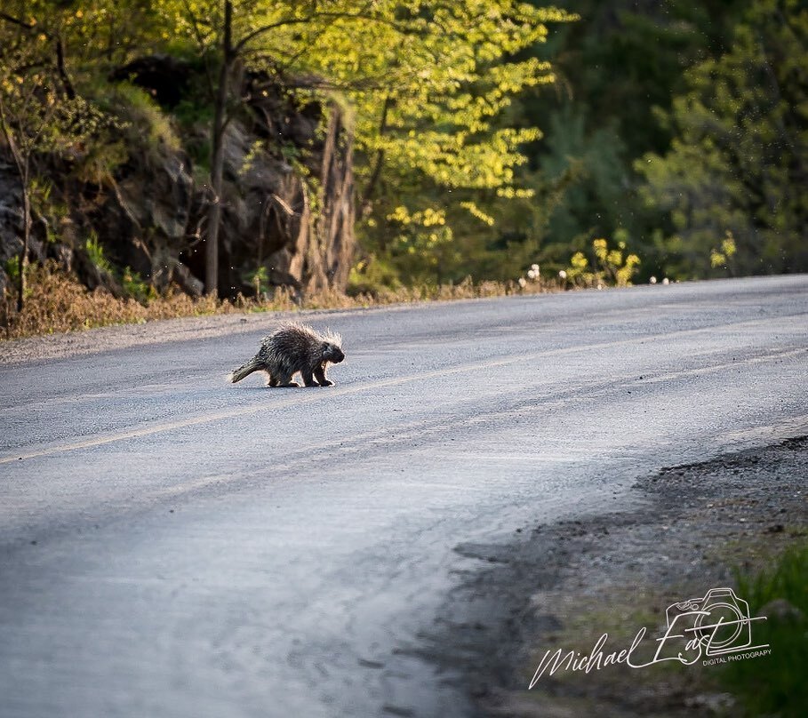 mbeast40's tweet photo. Waddle, Waddle.
#mbeast #nikon #d850 #flickr 
#porcupine https://t.co/6DAIwSjSUe https://t.co/JRh1FF9a5v