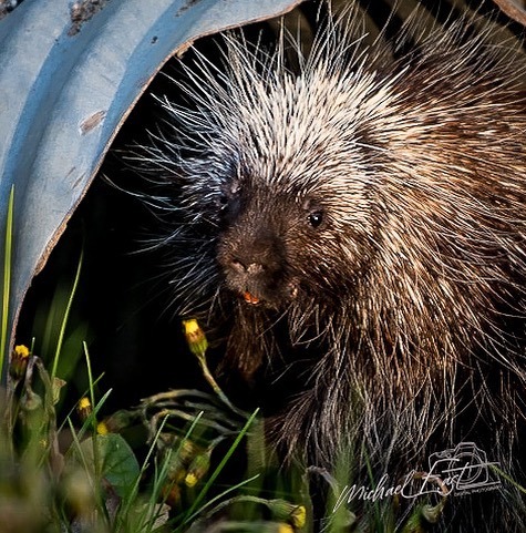 mbeast40's tweet photo. Ok, maybe I do have a prickly personality.
#mbeast #nikon #d850 #flickr 
#porcupine https://t.co/bnVs7bJYPw https://t.co/bOZZJMJkkn