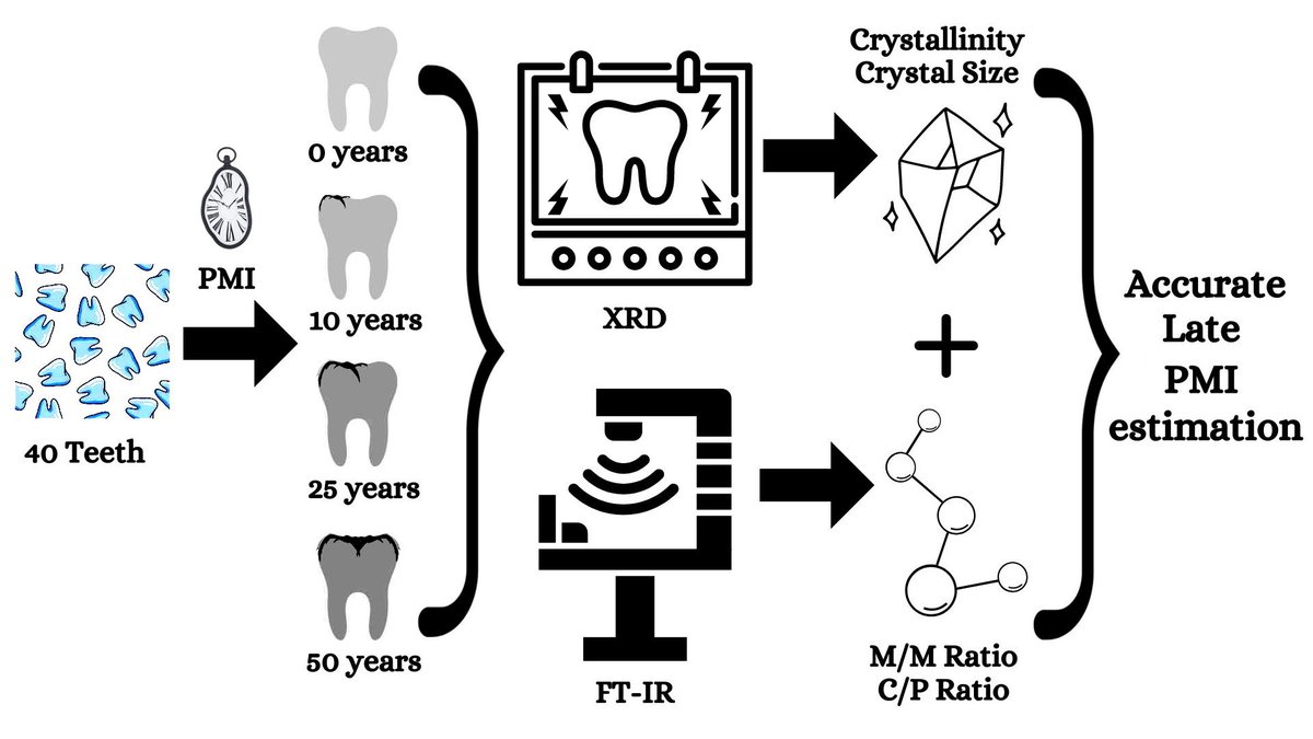 IJMS_MDPI's tweet photo. The present study addresses one of the main challenges in #forensic science: the accurate determination of the #postmorteminterval. Read more here: https://t.co/gWsm8xk3y8 https://t.co/STzpEJlLhW