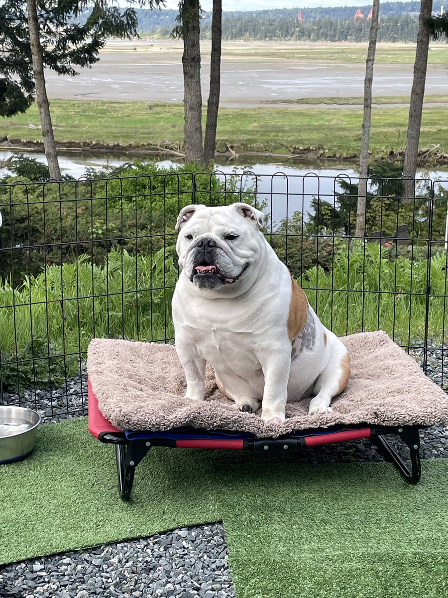bourbon_karalyn's tweet photo. Just overseeing the pizza 🍕 making sure dad is making it right! Extra meat &amp; no veggies cause I’m a meatasauraus 😂😂
#camping #dogscamping #dogsoftwitter https://t.co/t8GvcLGfMw