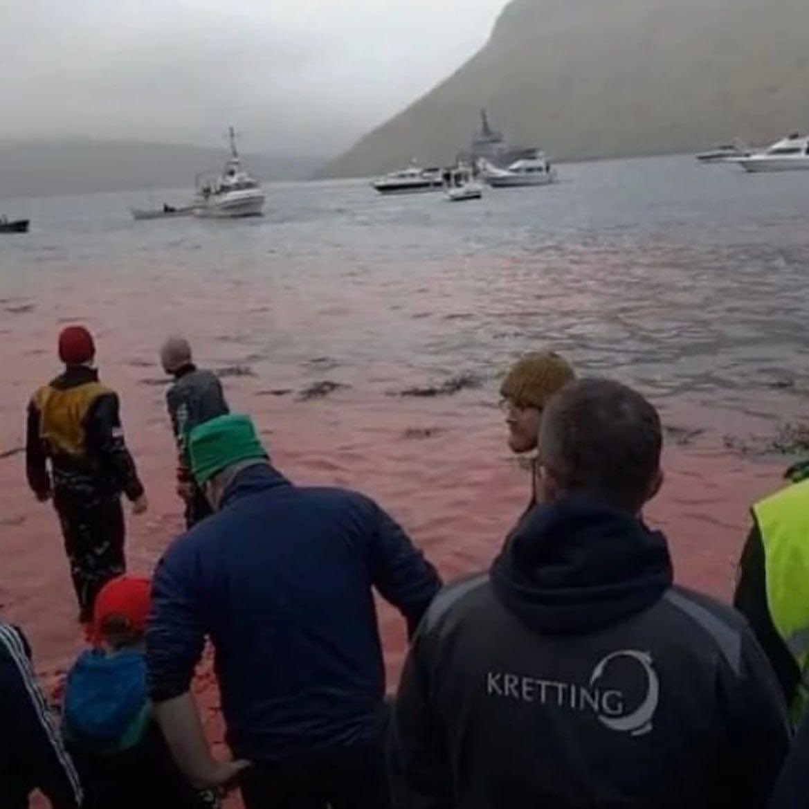 OceanicRescue's tweet photo. Absolutely heartbreaking 💔 and Disgusting!!! Shame on the #FaroeIslands 

R.I.P. beautiful little family… we’re so truly sorry. 😪🐋💔

Photos via @RacingXtinction https://t.co/j1mSoQKztA