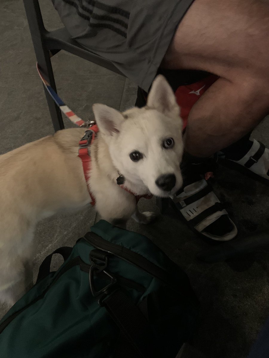 nerdwich_'s tweet photo. ASC Geoguessr secured a point on the final matchday of the season with a late @winglud711 equalizer. Our Sporting Director, Luna the Dog, is treating the squad to dinner. 
#UpTheGeos 📍⚽️ https://t.co/9PJXSBscb3