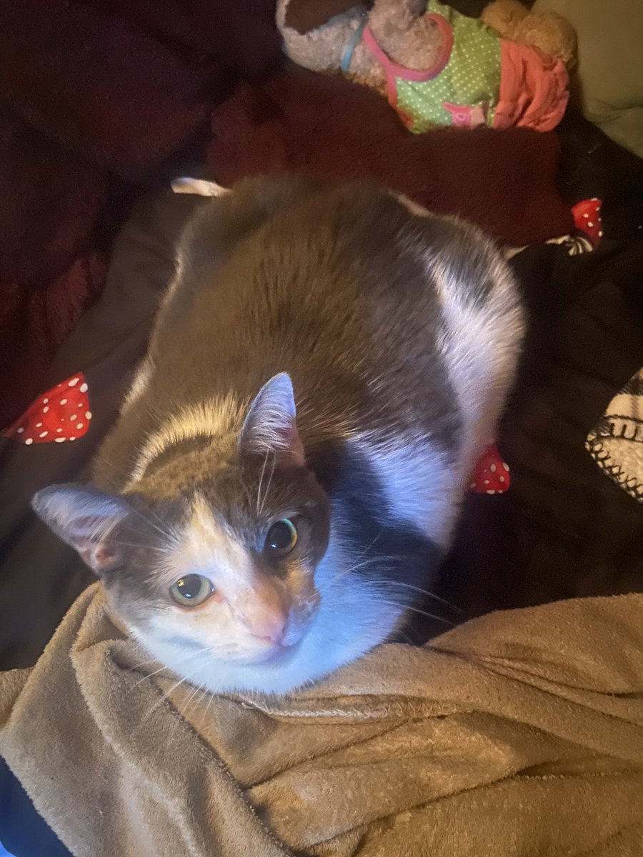 NamesEatFood's tweet image. Chonk is life❤️💕♥️