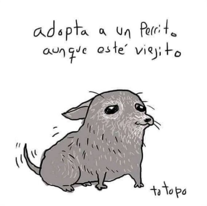 ADOPTA A UN PERRITO AUNQUE ESTÉ VIEJITO