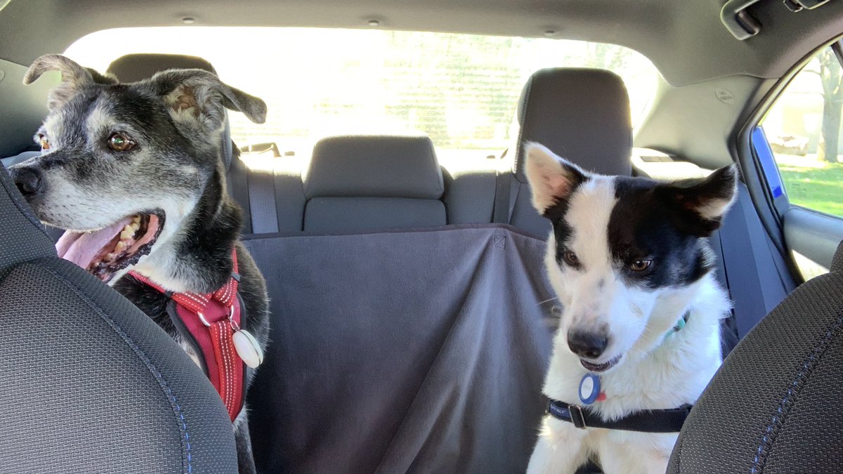 bocooreo's tweet photo. Car rides lead to great adventures! As much as I love chasing the cars, I love being inside them even more. https://t.co/lcQKs4OV6o