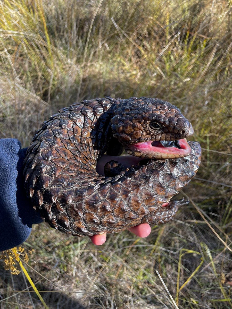 Greetings from this ginormous grumpy pine one that I relocated from the path of the ecological burn I’m undertaking today. #WildOz