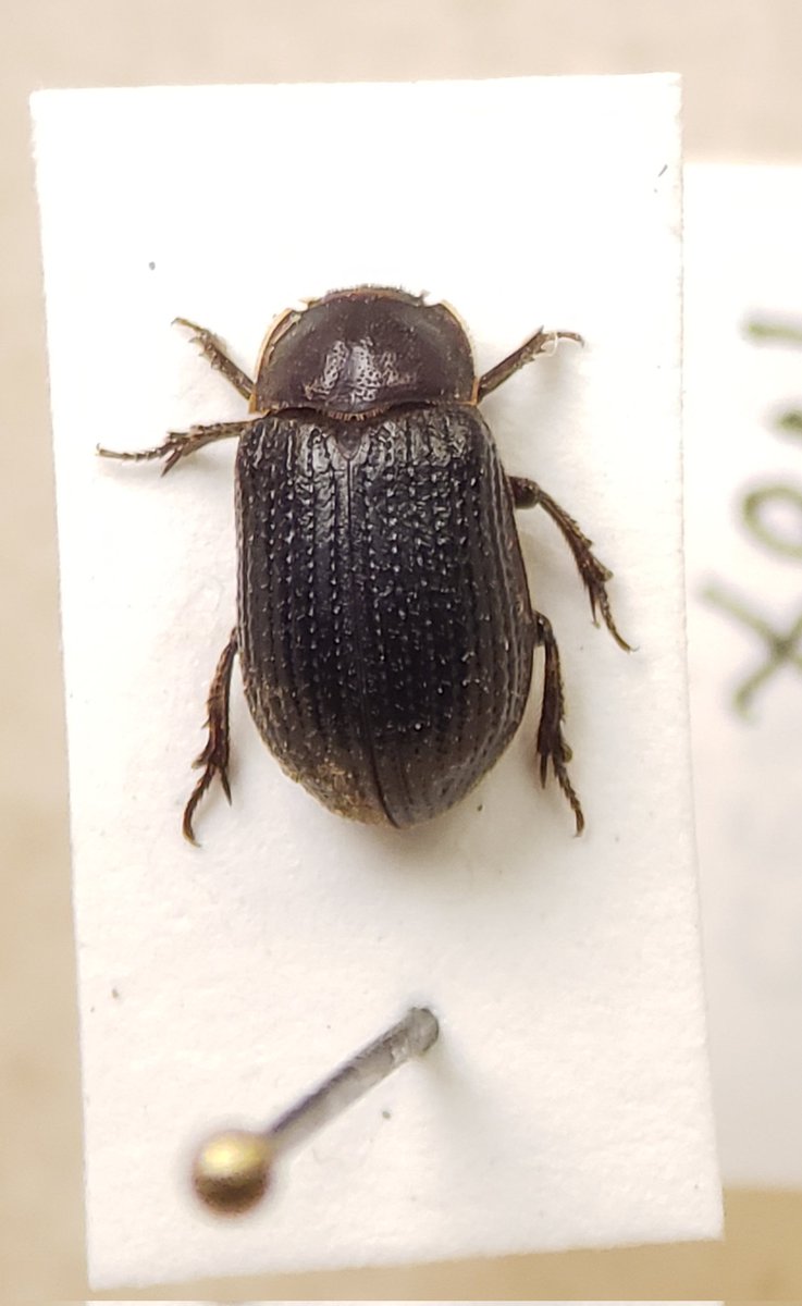 brad_bbb's tweet photo. And here is Trox striatus, an uncommonly collected species associated with owl nests https://t.co/jfilxwE2Df