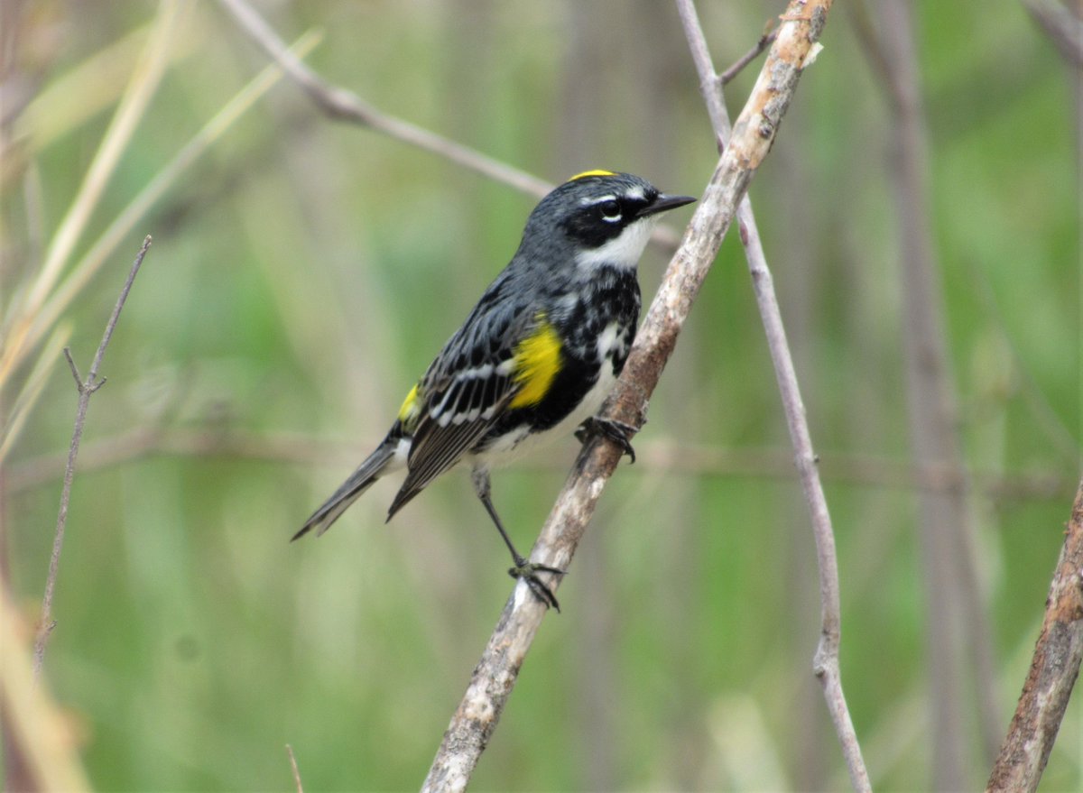 BirdZork's tweet photo. Yellow-rumped Warbler
#birding #birdwatching #BirdPhotography #BirdsOfTwitter #Butterbutt https://t.co/DOjZ4yyUIJ