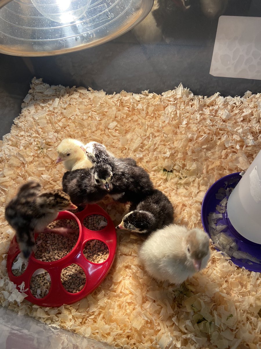 LWYReading's tweet photo. Chicks, ducks, and turkeys oh my! At Lincolnway ! Thanks 2nd grade teachers for letting me visit! #WYproud https://t.co/1lE0l7HMSz