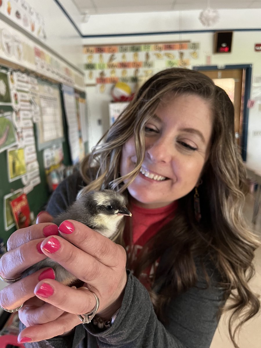 LWYReading's tweet photo. Chicks, ducks, and turkeys oh my! At Lincolnway ! Thanks 2nd grade teachers for letting me visit! #WYproud https://t.co/1lE0l7HMSz