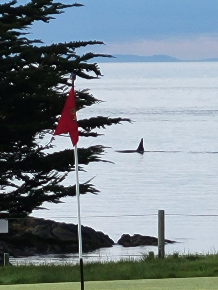 SeanParker1414's tweet image. 🐳, cameras just don't do it justice with how close they were. @VGC1893 @jpaulrobertson @lindsaygolf