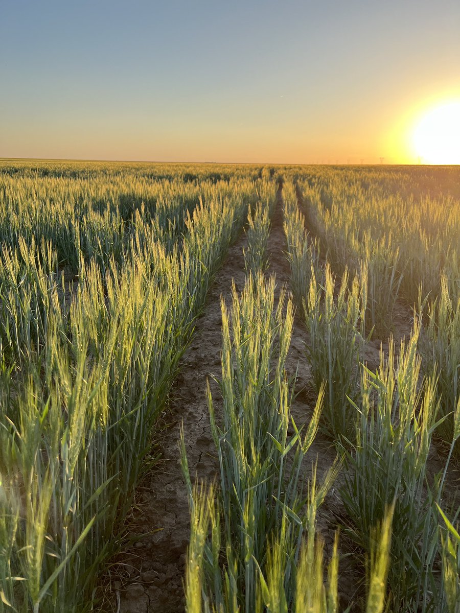 kylenescott's tweet photo. #wheat by my house was lit up by the golden hour this evening. Doubt it makes anything because of the #drought but that little bit of rain we got a few weeks ago made it grow. #kswx https://t.co/auFfui38wR