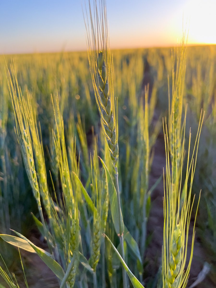 kylenescott's tweet photo. #wheat by my house was lit up by the golden hour this evening. Doubt it makes anything because of the #drought but that little bit of rain we got a few weeks ago made it grow. #kswx https://t.co/auFfui38wR