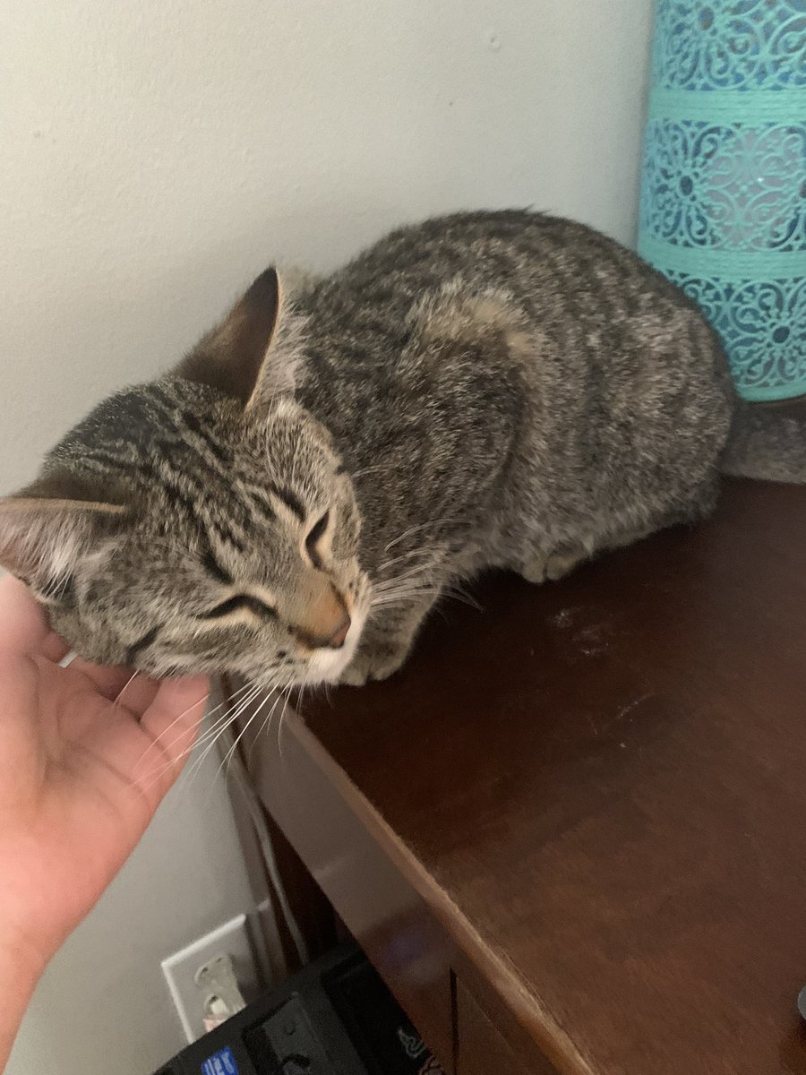 maeiswellknown's tweet photo. do u recommend ur streams to my cat?! #sniffspace https://t.co/e86V5A8Mo7