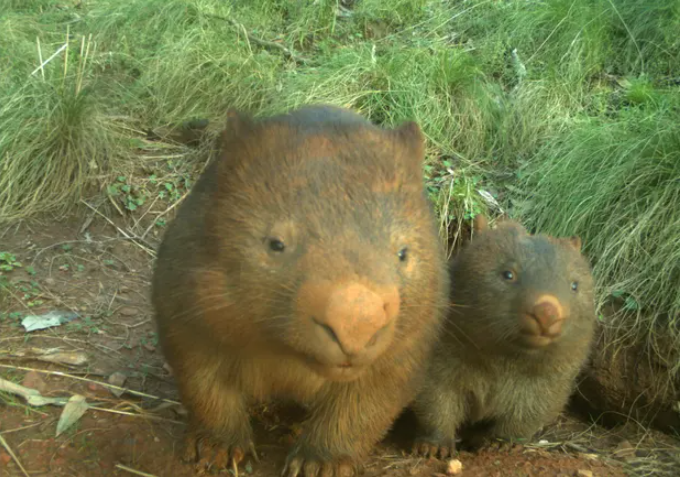 data4goodANZ's tweet photo. New photos of Australian wildlife in bushfire recovery areas, captured and analysed using artificial intelligence, have given new insights into the journey of vulnerable species back from natural disaster. 

https://t.co/MANn51HWGD

#Data4Good #conservationdata #ai https://t.co/8i4add9Prr