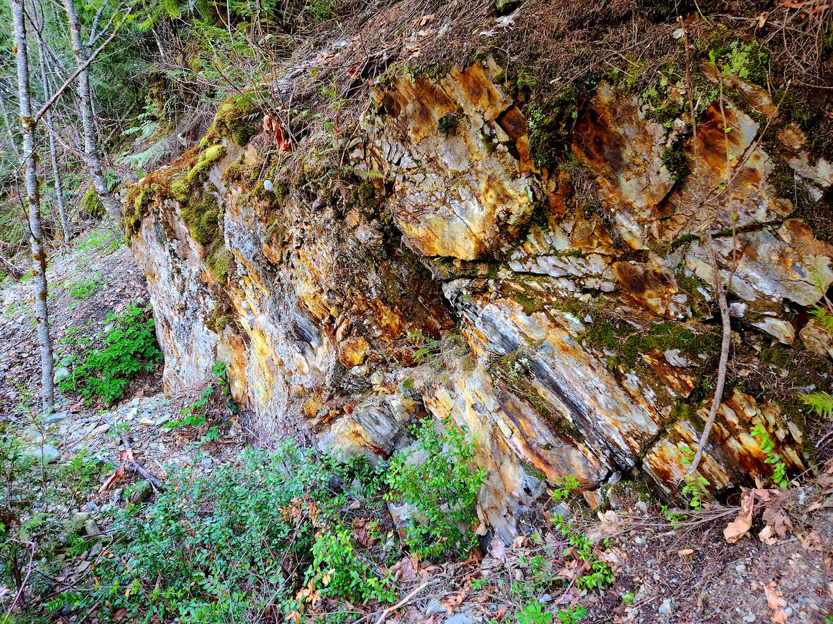 Kermode_KLM's tweet photo. One of many mineralized outcrops at the Slesse Creek Property. Similar outcrops are seen over a 4km stretch along the mountainside.
#slesse #rocks #gold #mining #minerals #outcrop #pyrite #911mining #911explorationcorp #kermode #klm #slesse #Au #oldmines https://t.co/9S4ciNBHau